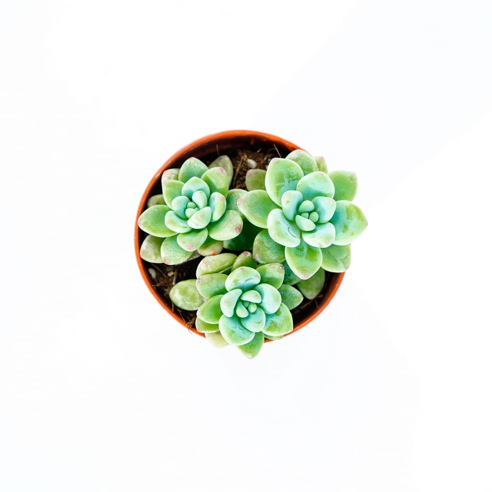 Седум Булавовидный (Sedum Clavatum) D5см