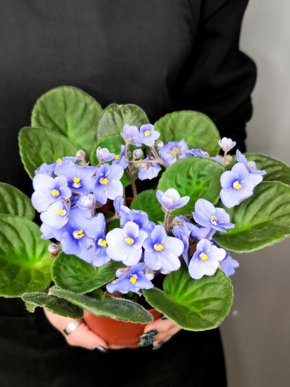 Сенполия Васильковая, или Фиалка (Saintpaulia Blue) D10см
