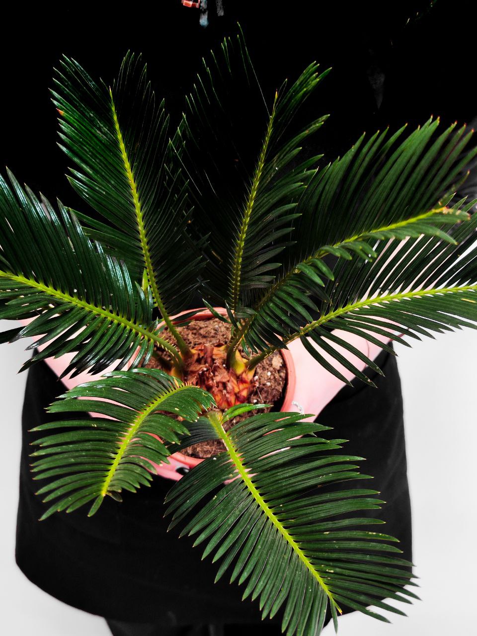 Цикас Революта (Cycas Revoluta) D12см