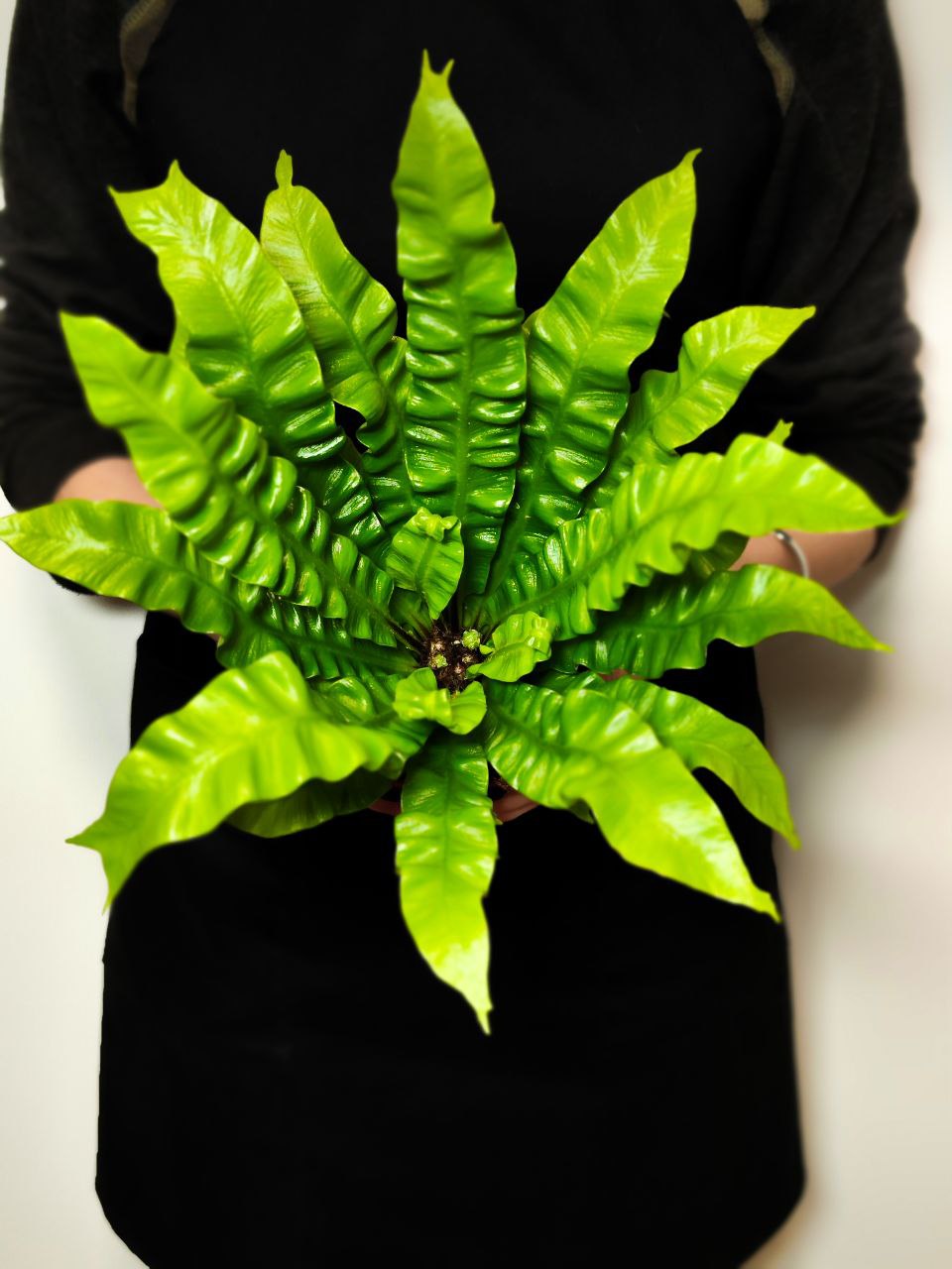 Асплениум Криспи Вейв (Asplenium Crispy Wave) D9см