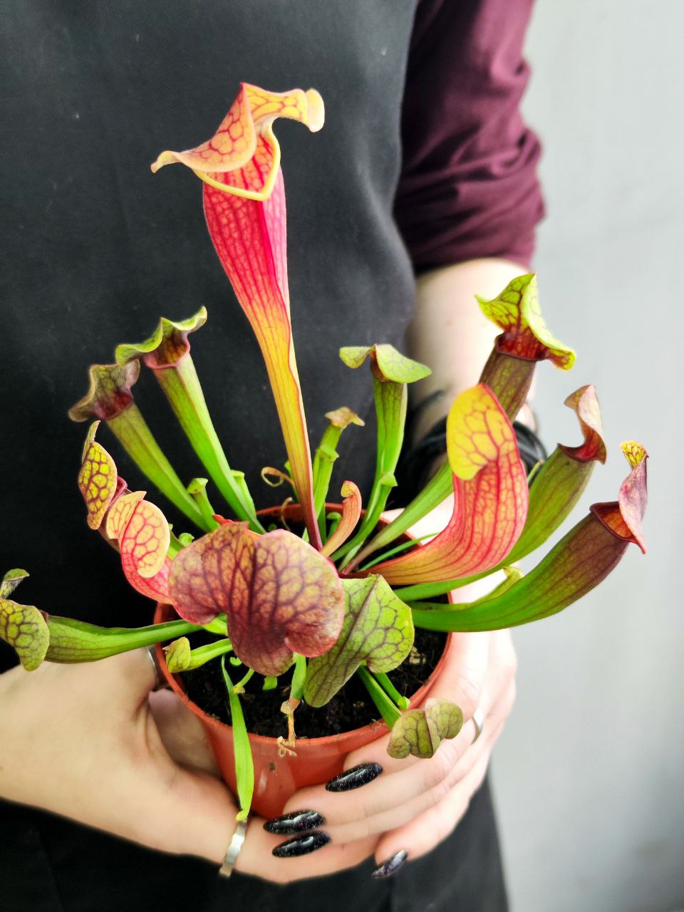 Саррацения Тесс (Sarracenia Tess) D9см