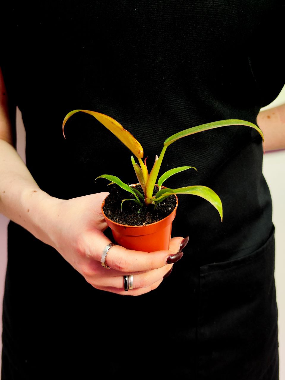 Филодендрон Флорида Бронз (Philodendron Florida Bronze) D6см