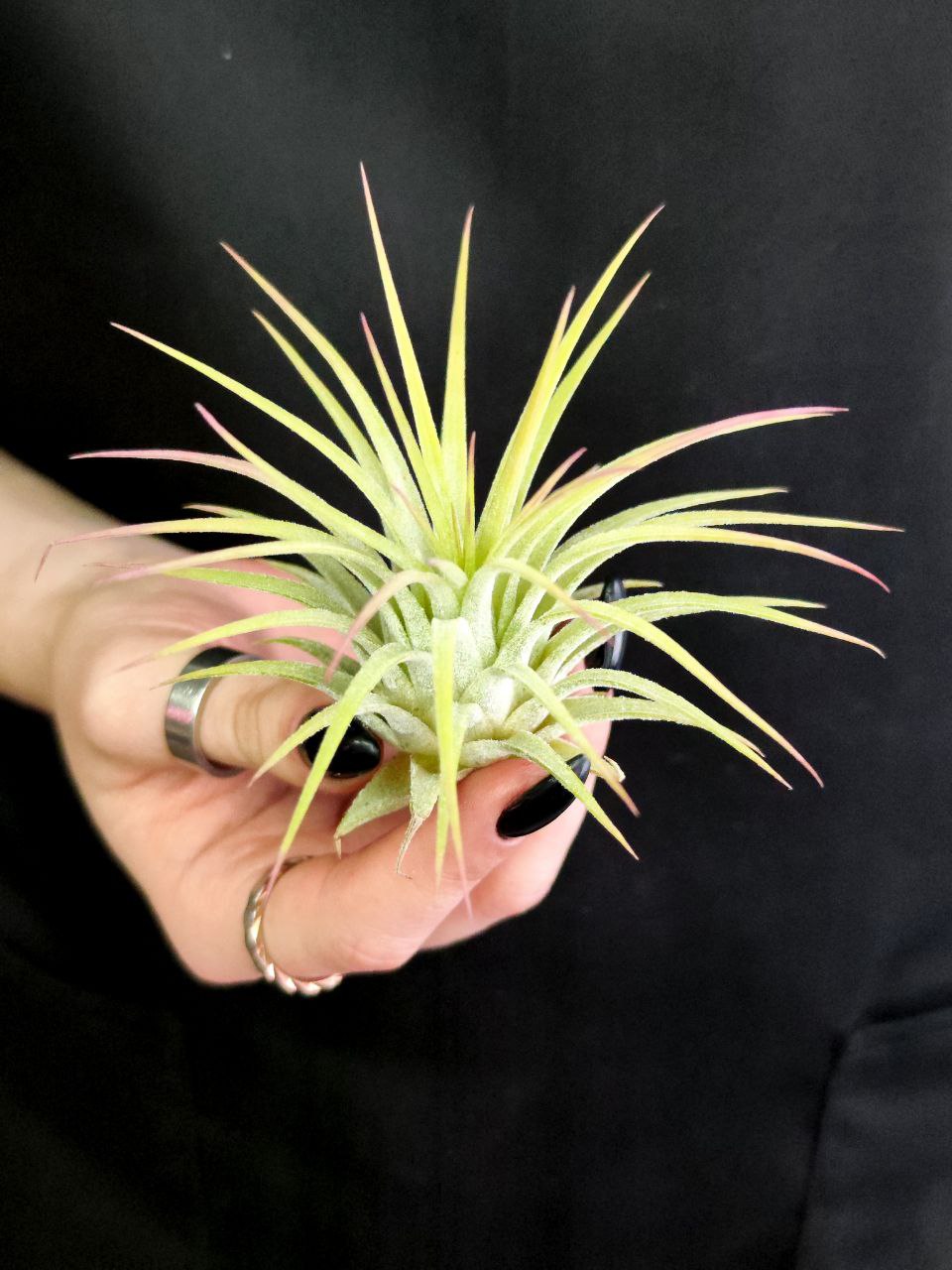 Тилландсия Ионанта Желтая (Tillandsia Ionantha Yellow)