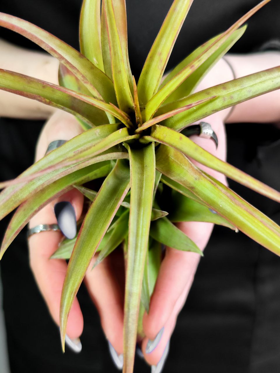 Тилландсия Мэджик XL (Tillandsia Magic XL)