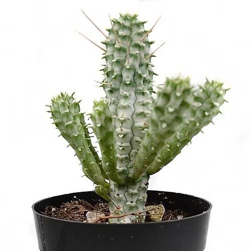 Молочай Сосочковидный Вариегатный (Euphorbia Mammillaris Variagata) D8см
