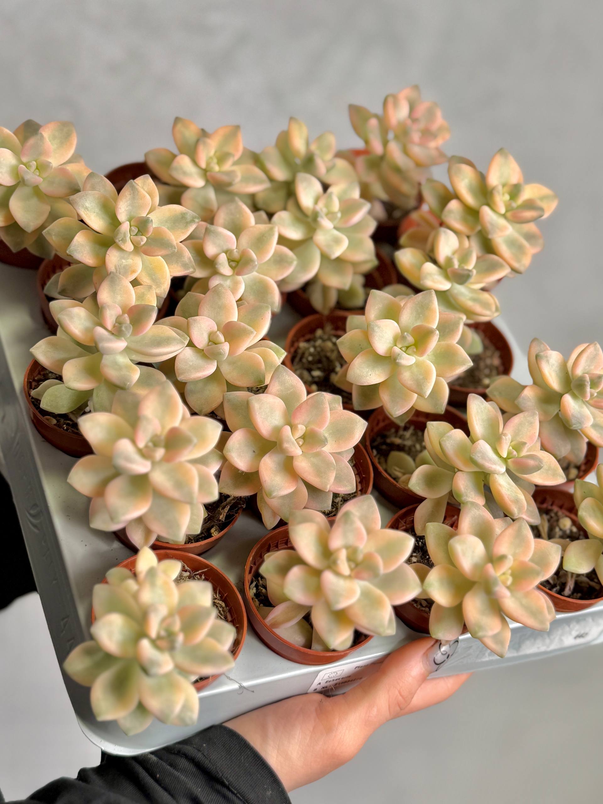 Граптоверия Титубанс Вариегата (Graptoveria Titubans Variegata) D5см
