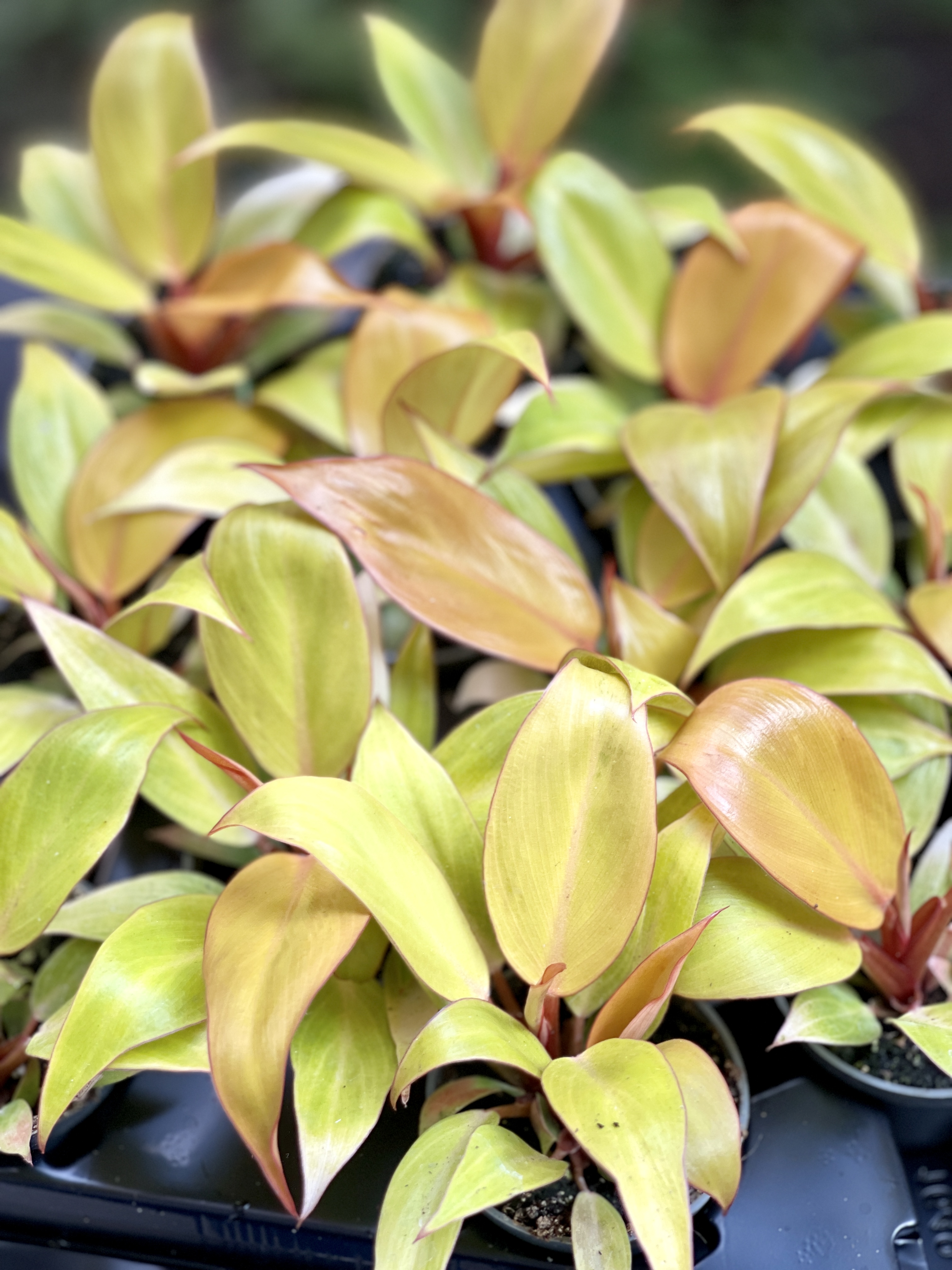 Филодендрон Принц Оранж (Philodendron Prince of Orange) D6см