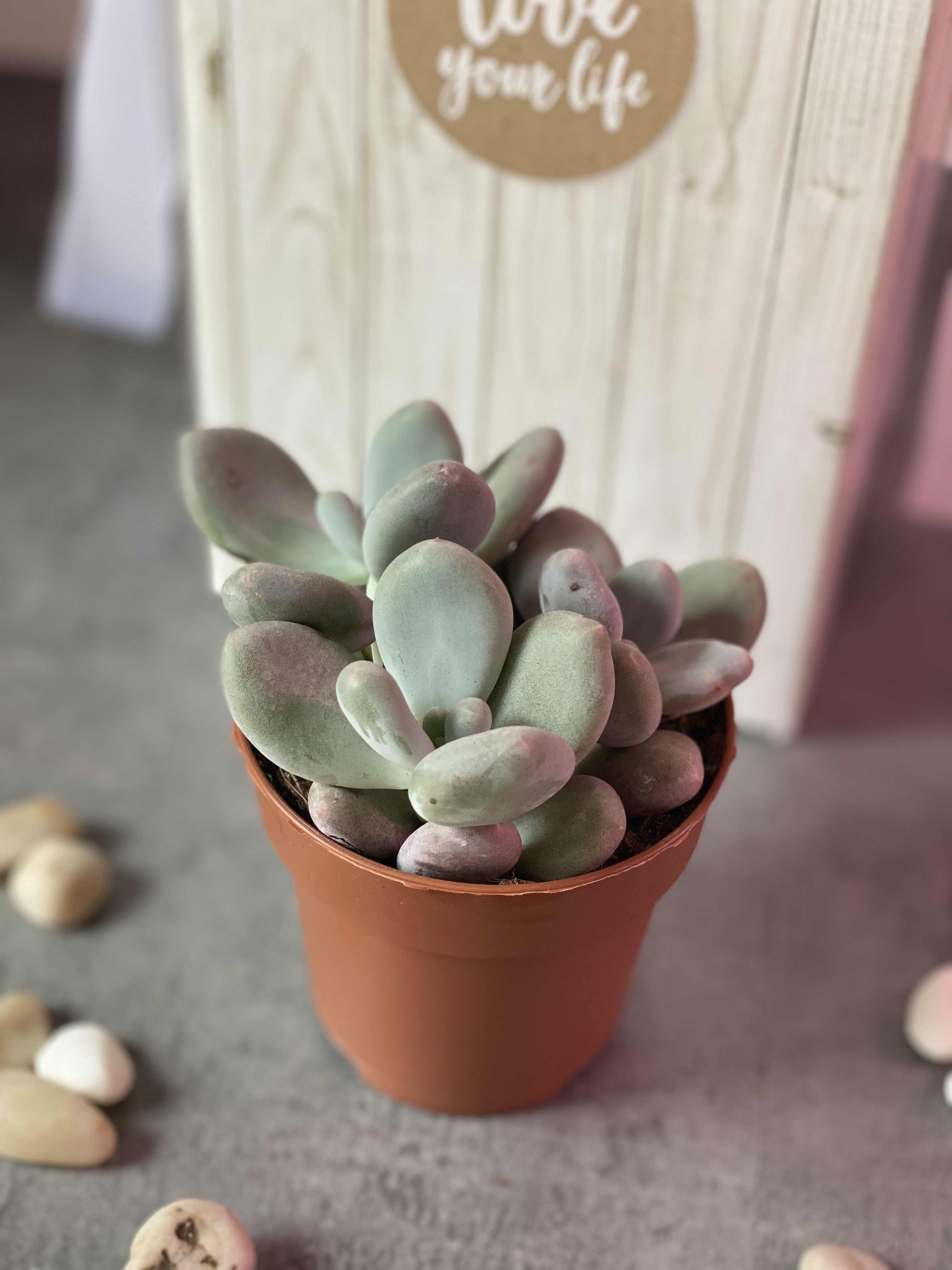 Пахифитум Яйценосный (Pachyphytum  oviferum) D8см
