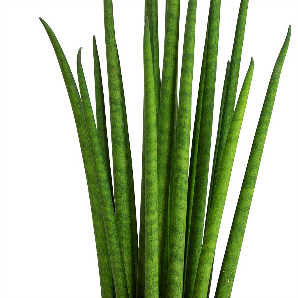 Сансевиерия Бакуларис Микадо (Sansevieria Bacularis Mikado) D6см