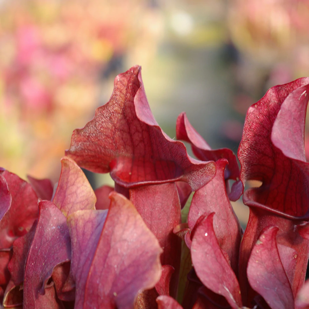Саррацения Марун (Sarracenia Maroon) D9см