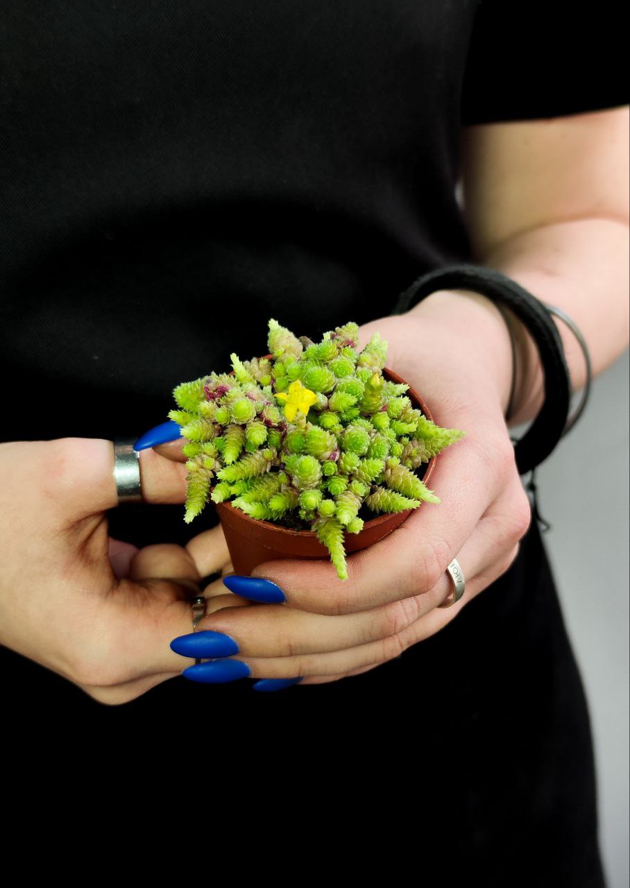 Монантес Полифилла (Monanthes Pollyphylla) D5см