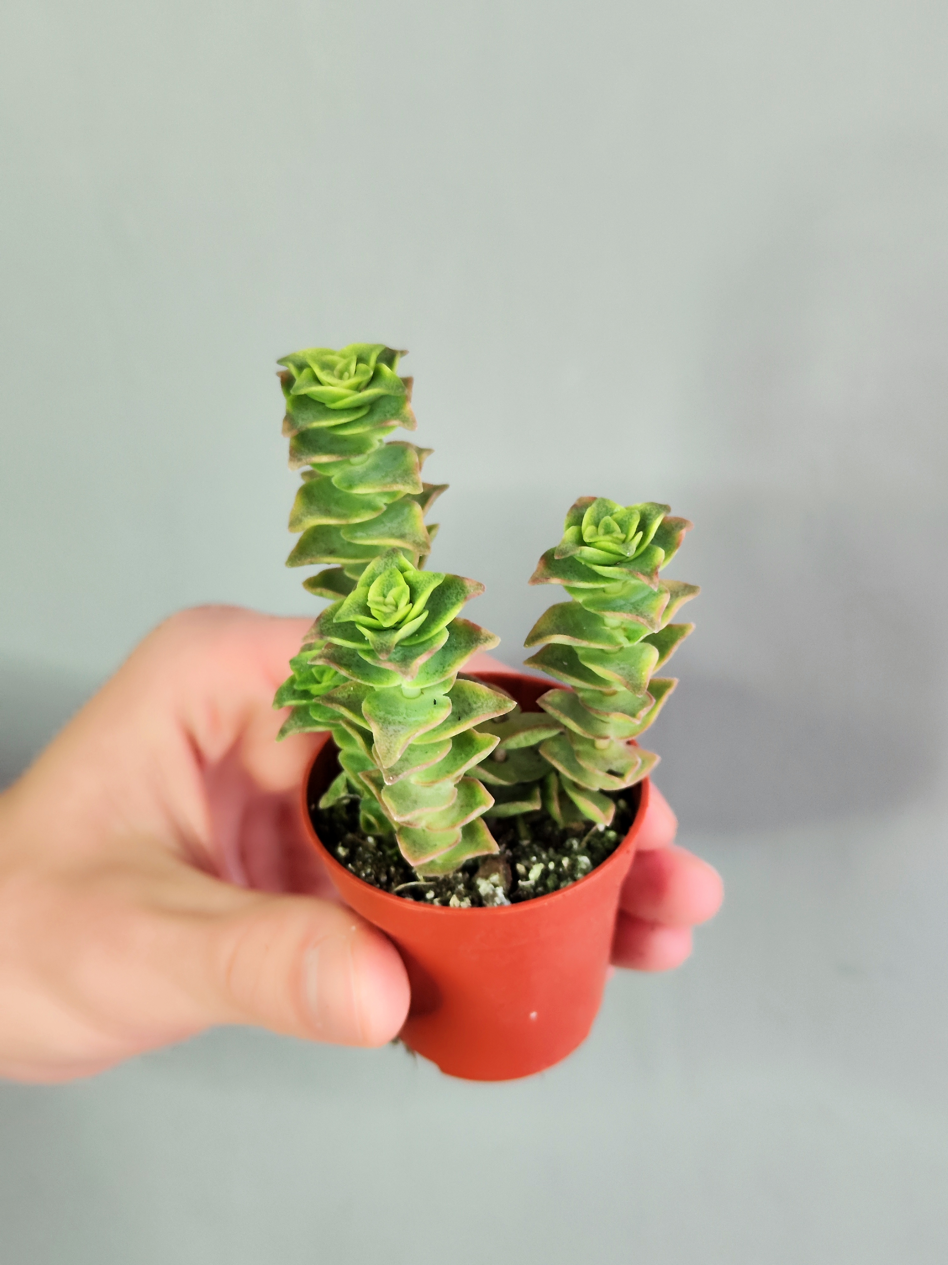 Крассула Перфората Недовариегата (Сrassula Perforata Variegata) D5см