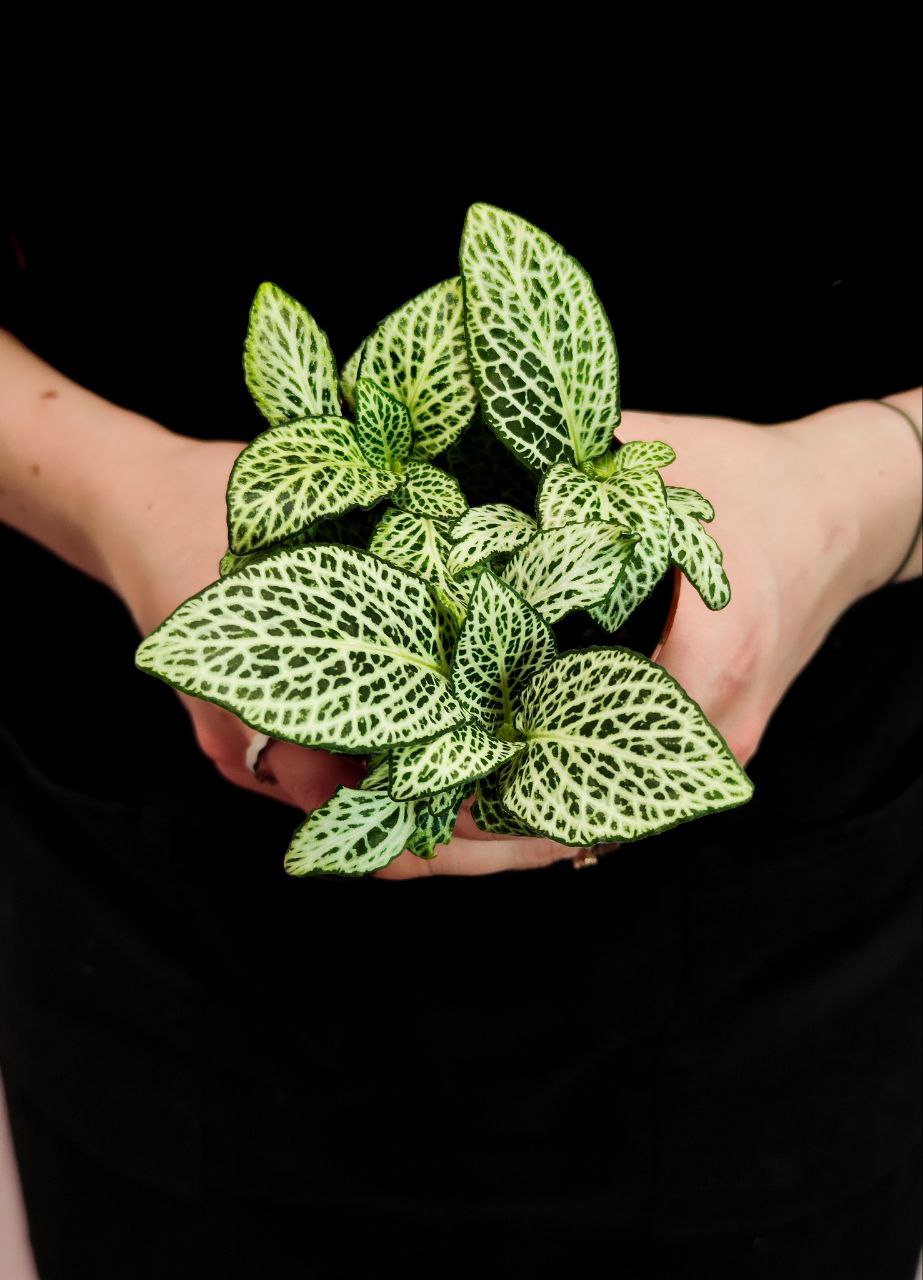 Фиттония Вайт Анна (Fittonia White Anne) D8,5см