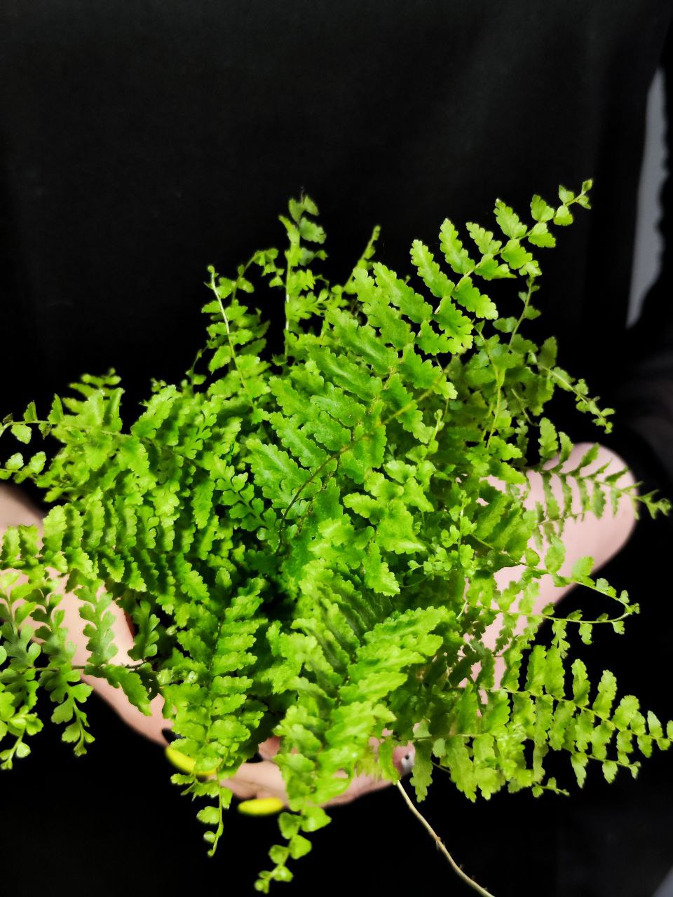 Нефролепис Возвышенный (Nephrolepis Exaltata Fluffy Ruffle) D8,5см