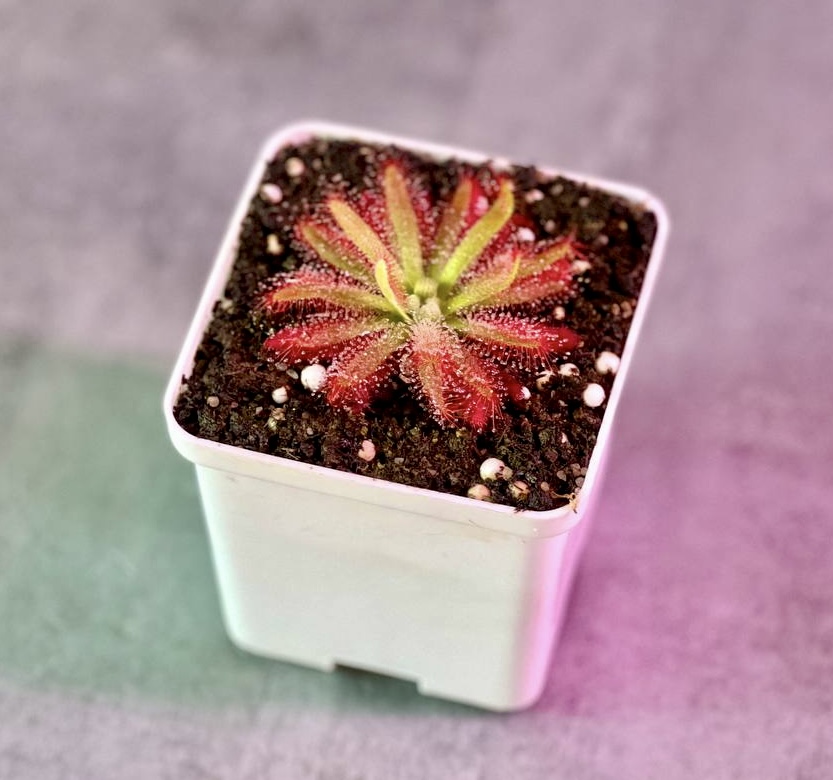 Росянка Грамогольская (Drosera Graomogolensis) 8х8 см.