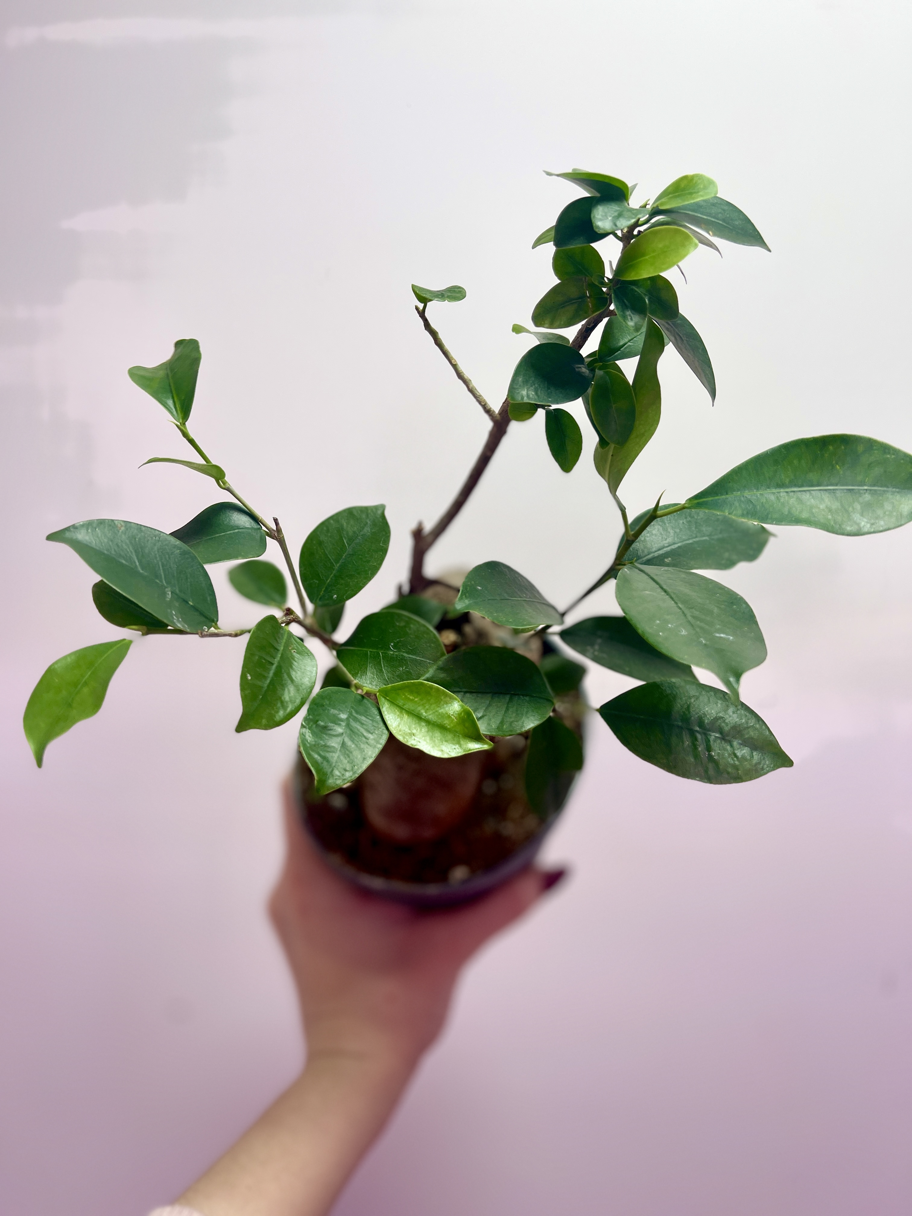 Бонсай Фикус микрокарпа (Ficus microcarpa) D11см (уцененный)