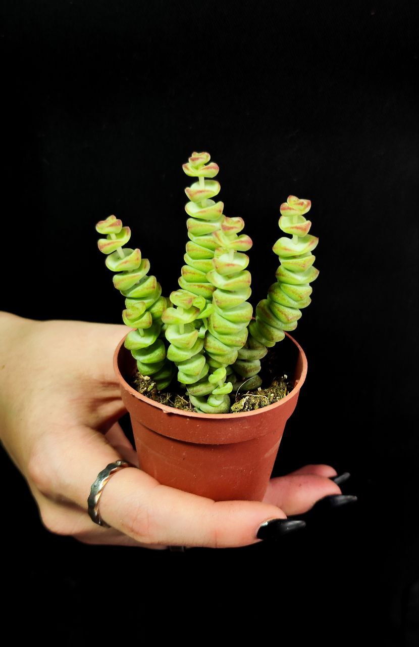 Крассула Марнье (Crassula Marnieriana) D5см