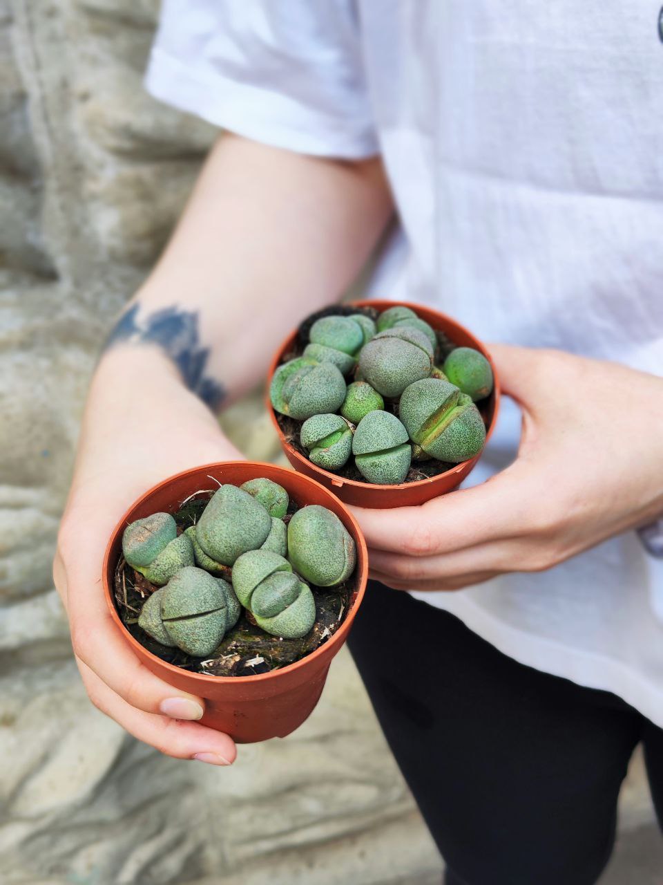 Плейоспилос Нелли Грин уцен. (Pleiospilos Nelii Green) D8,5см