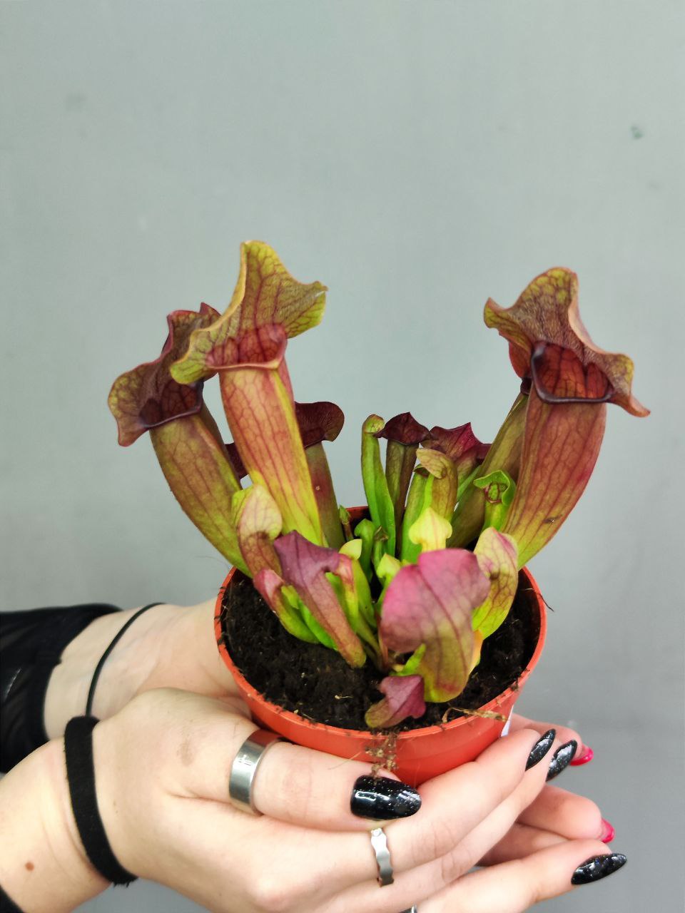 Саррацения Марун (Sarracenia Maroon) D9см