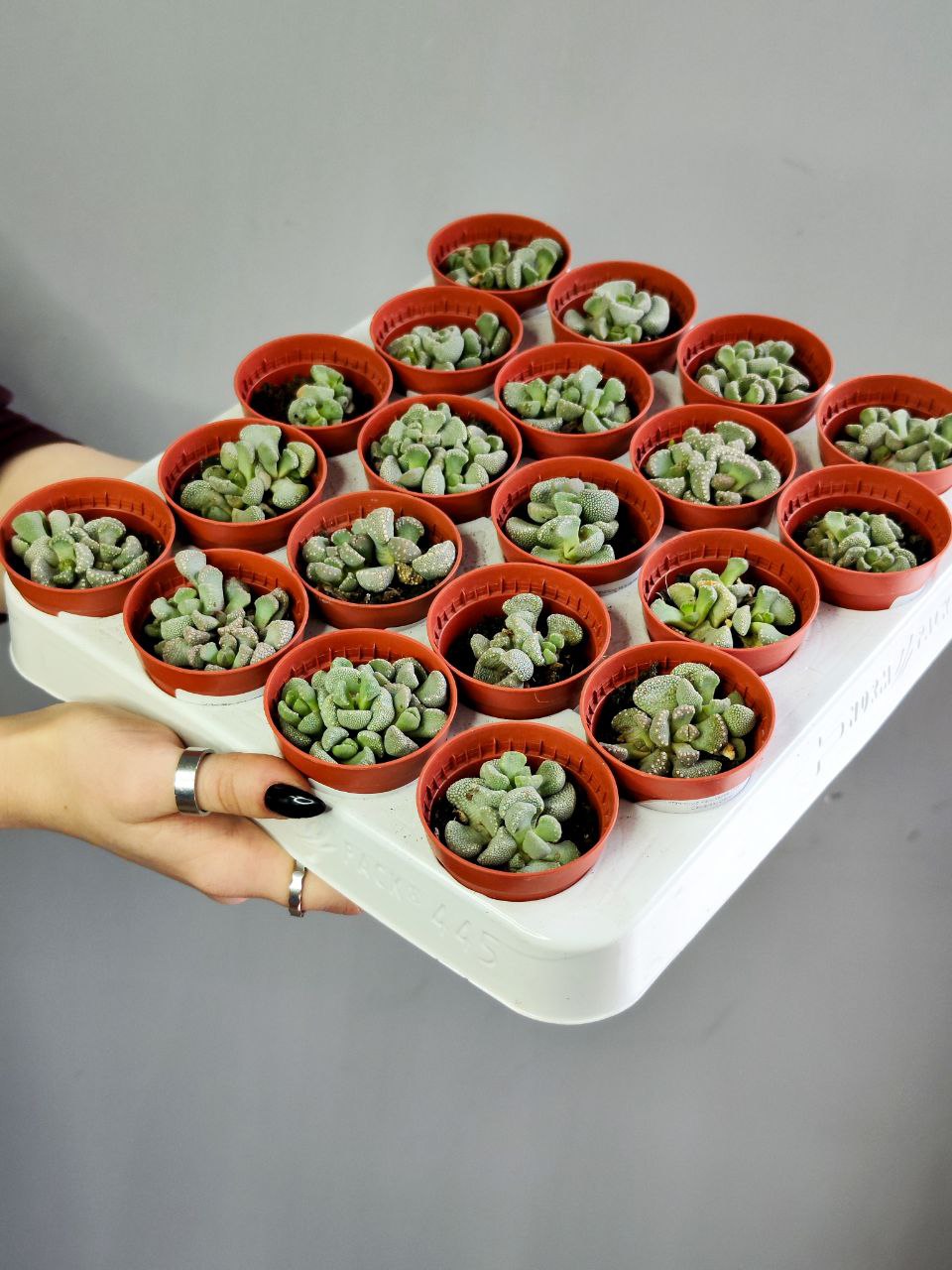 Титанопсис Примоси (Titanopsis Primosii) D5см