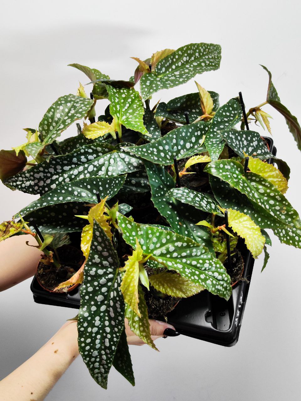 Бегония Пятнистая Сильвер Спот (Begonia Maculata Silver Spotted) D6см
