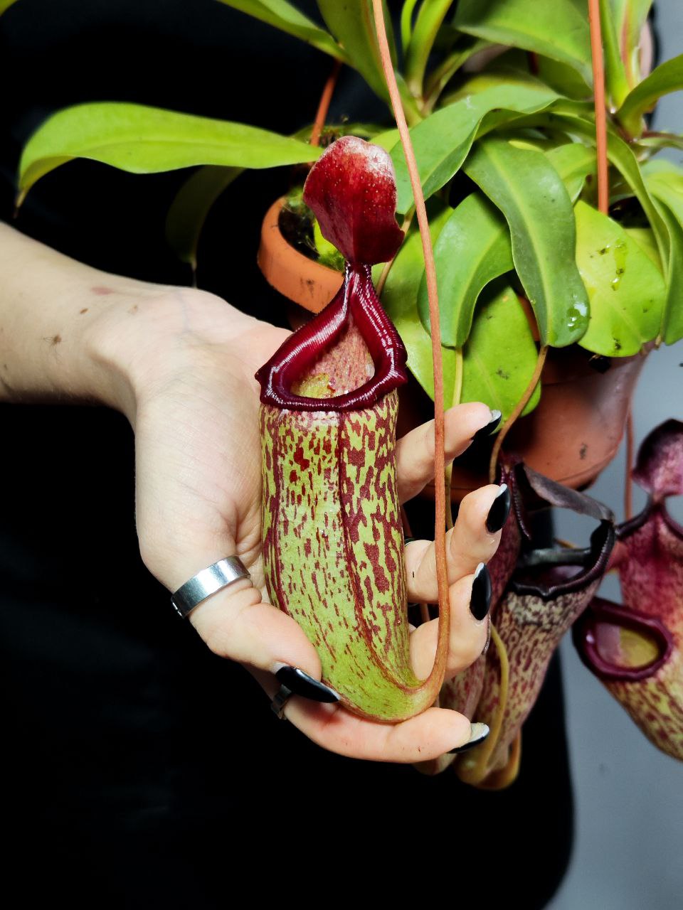 Непентес Сэм (Nepenthes Sam) D14см