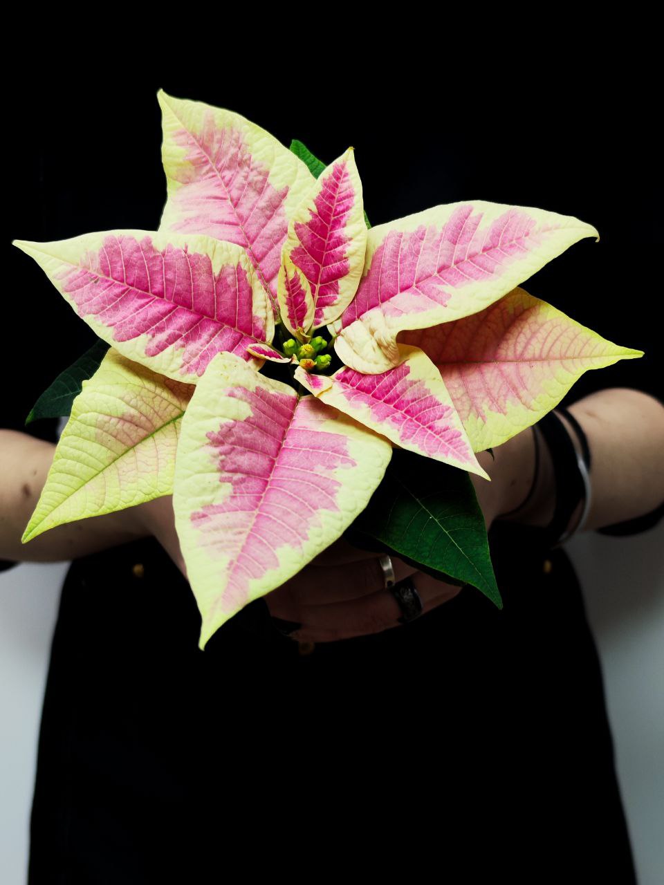 Пуансеттия Вариегатная Пинк (Poinsettia Pink Variegated) D6см