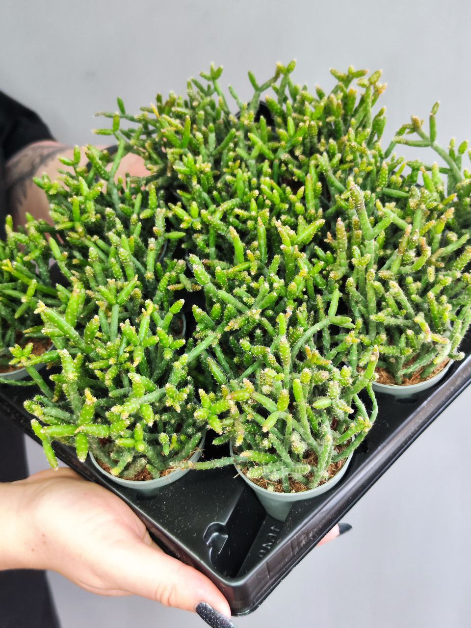 Рипсалис Барчела (Rhipsalis Burchellii) D5см