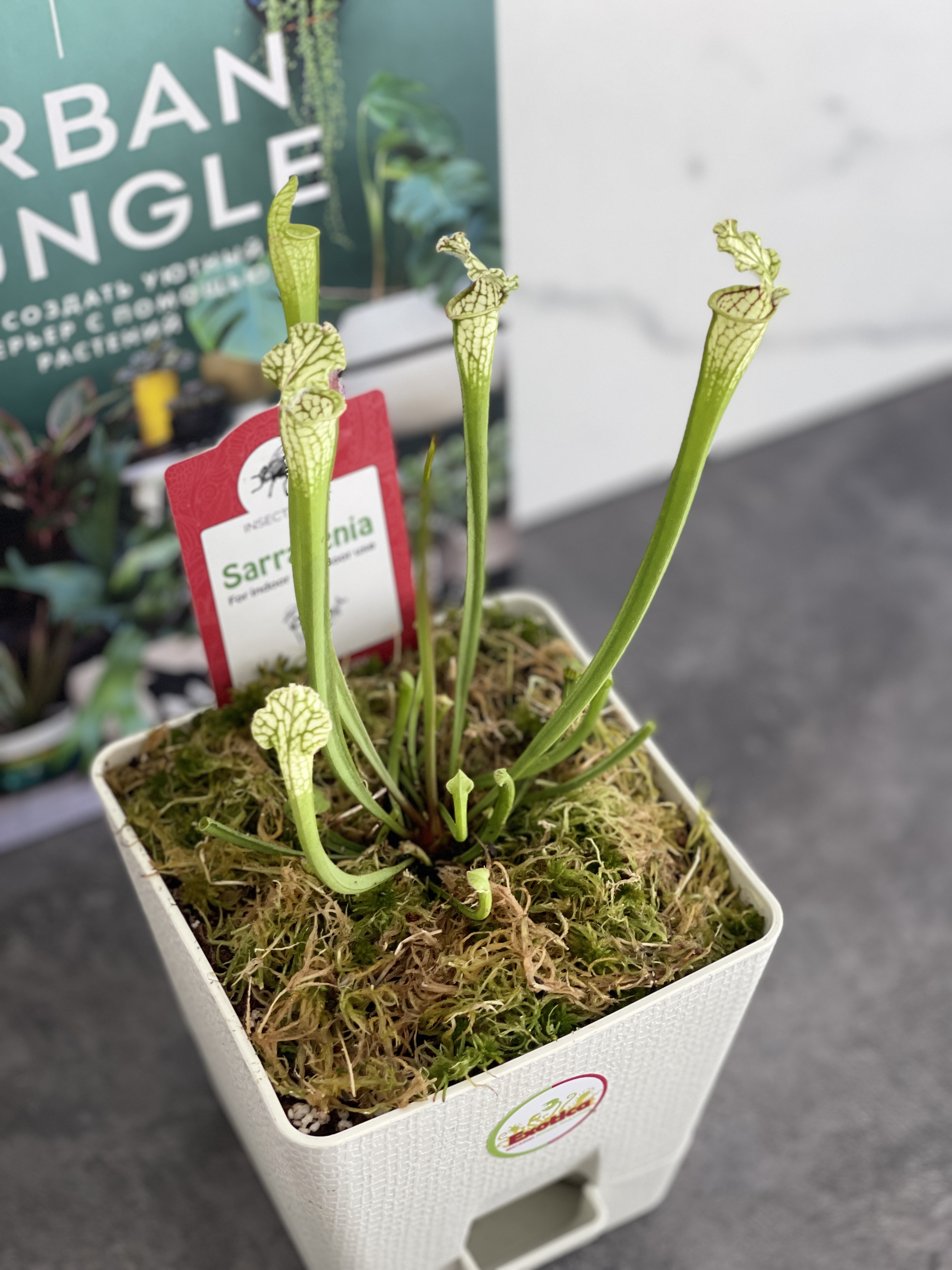 Саррацения Фарнхами Белая (Sarracenia White Farnhamii) пересаженная D12см