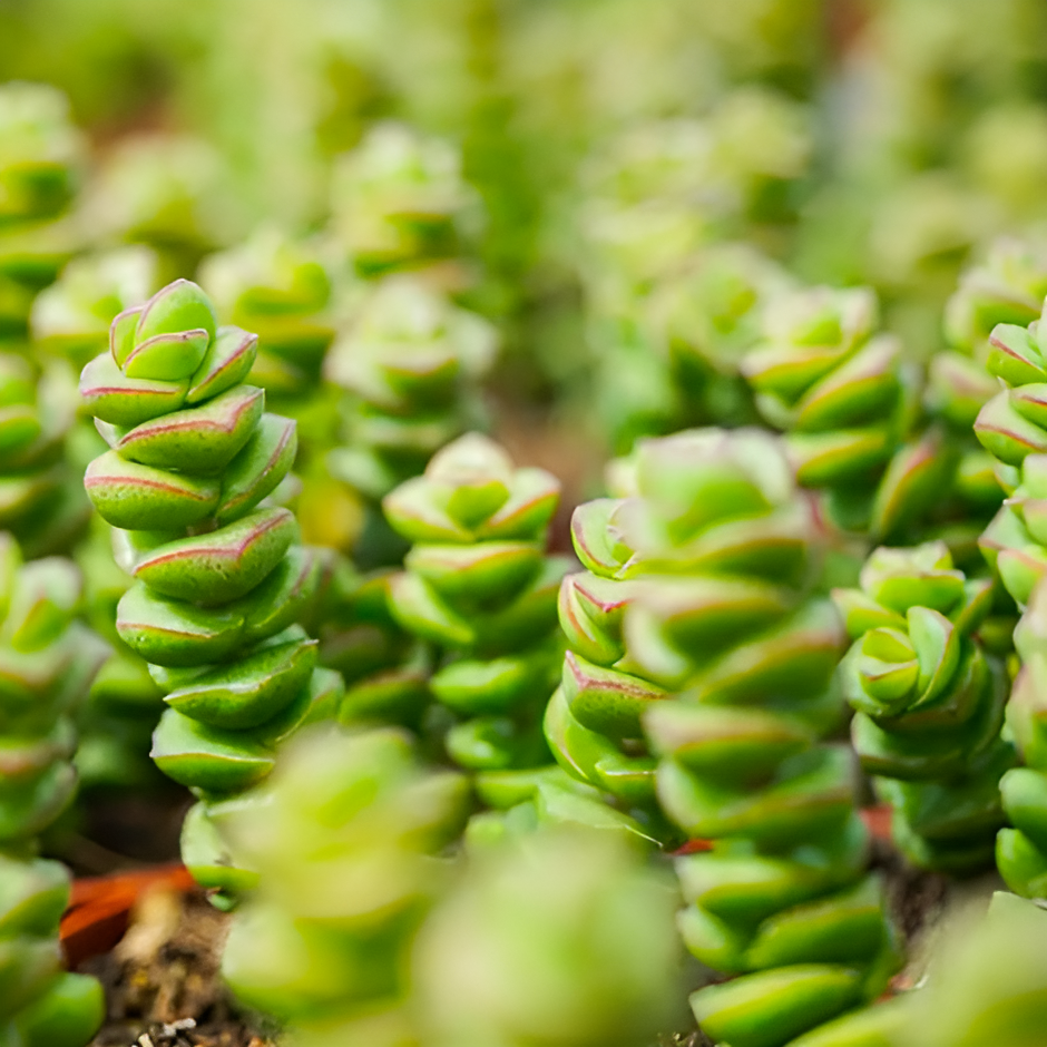 Крассула Марнириана Джейд (Crassula Marnieriana Jade) D5см