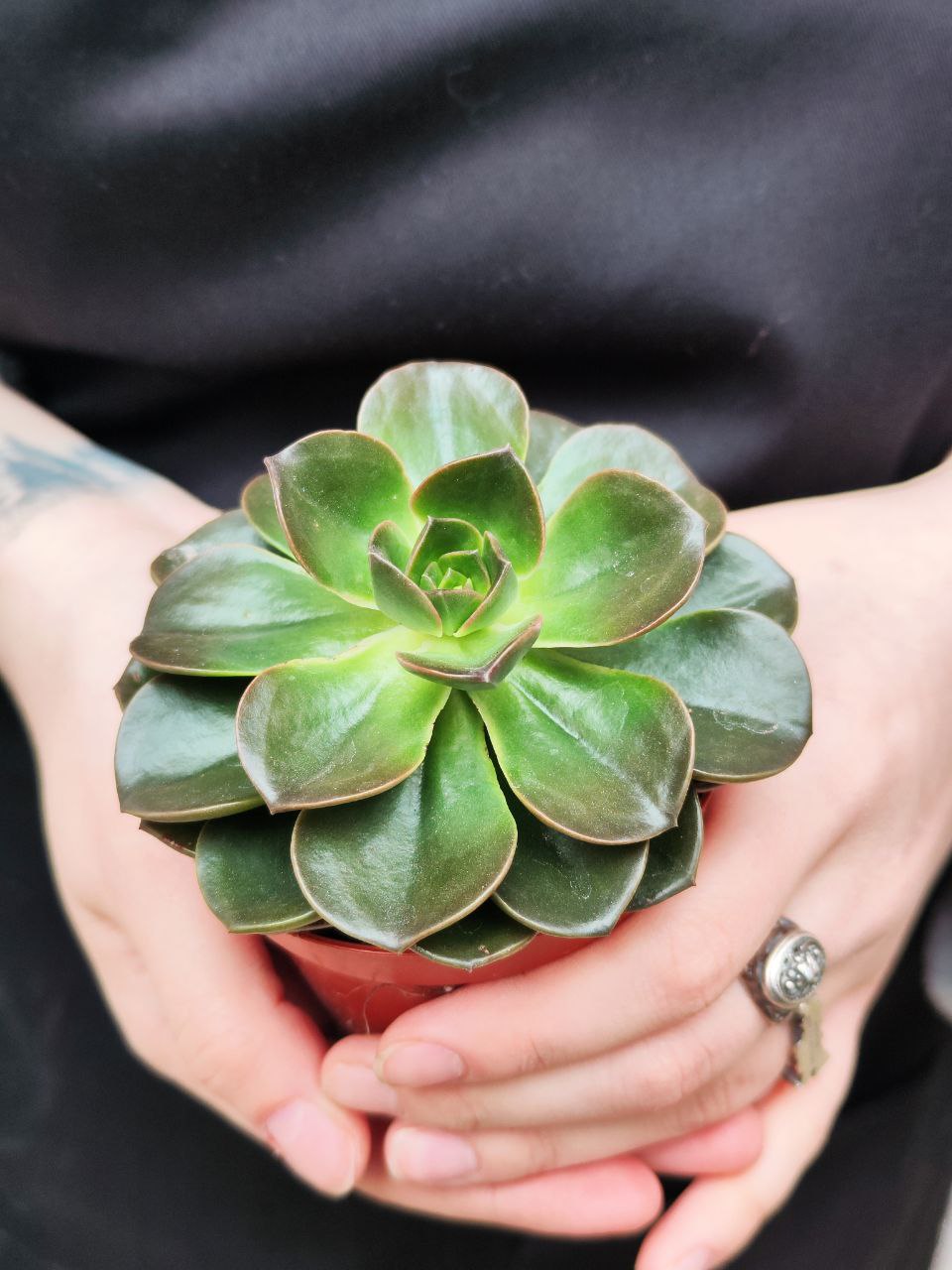 Эхеверия Блэк Мэджик (Echeveria Black Magic) D8см