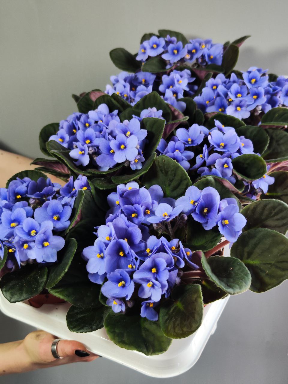 Сенполия Васильковая, или Фиалка (Saintpaulia Blue) D10см