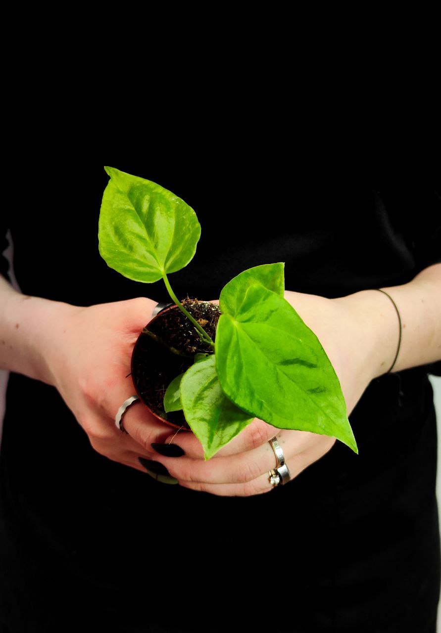 Антуриум Балаоанум (Anthurium Balaoanum) D6см