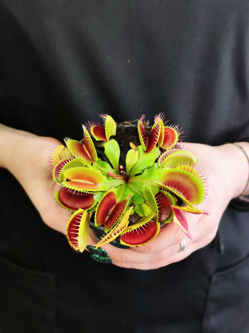 Венерина Мухоловка (Dionaea Muscipula) D9см