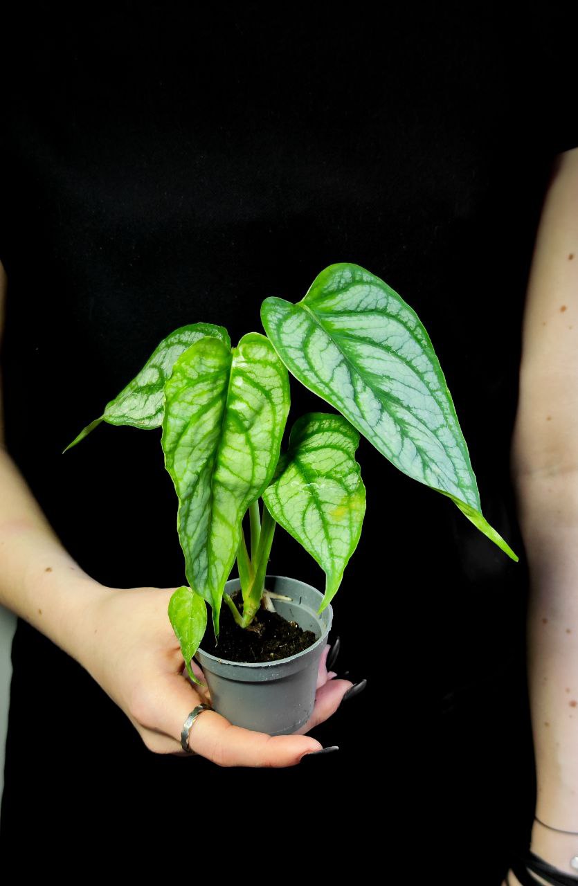 Монстера Сильтепекана, или Монстера Сальвадор (Monstera Silte pe Can) D6см