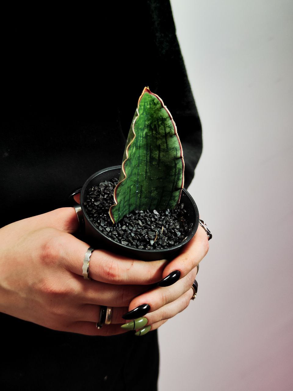 Сансевиерия Стар Грин, Мини Лист (Sansevieria Star Green) D7,5см