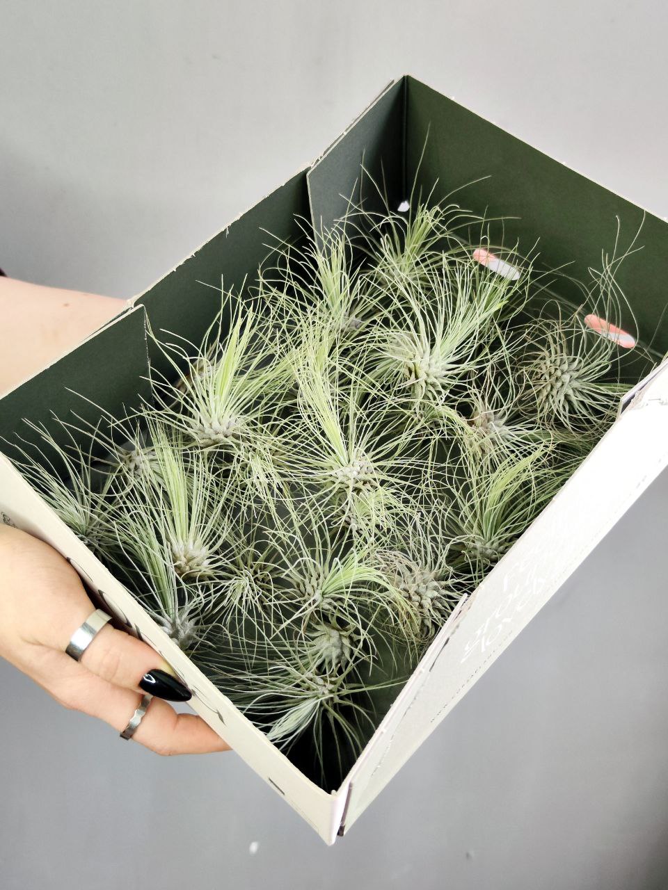 Тилландсия Серебристая (Tillandsia Argentea)