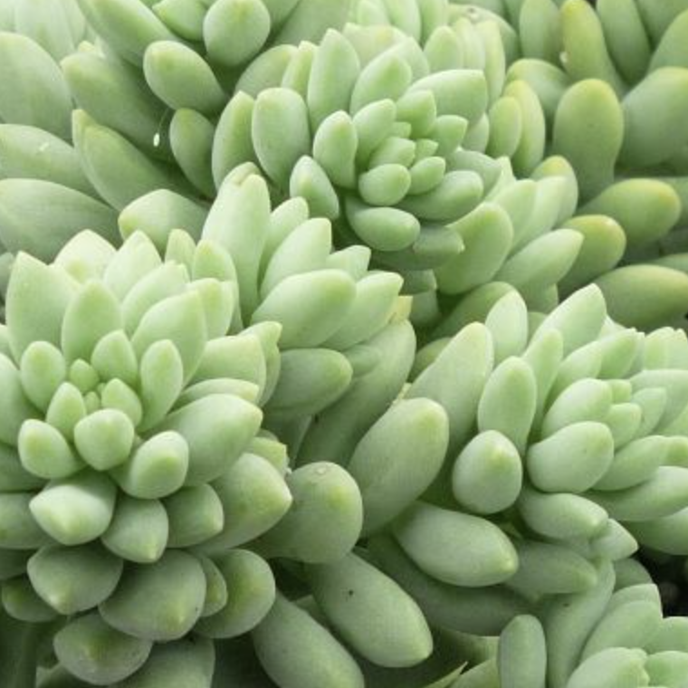 Седум Блю Бразил (Sedum Blue Brazil) D5см