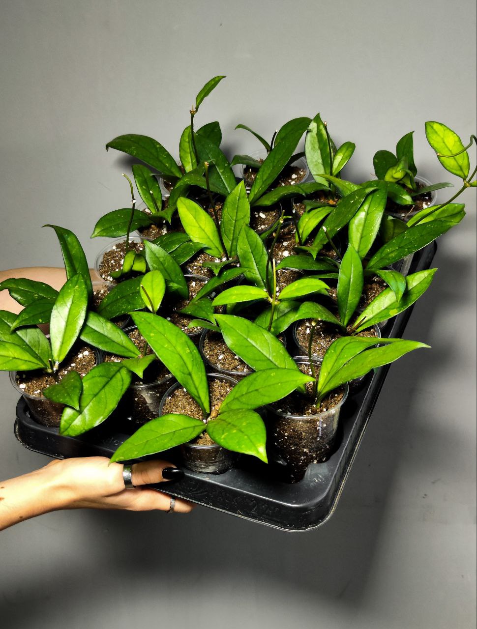 Хойя Крассиопетиолата (Hoya Crassipetiolata) D5см