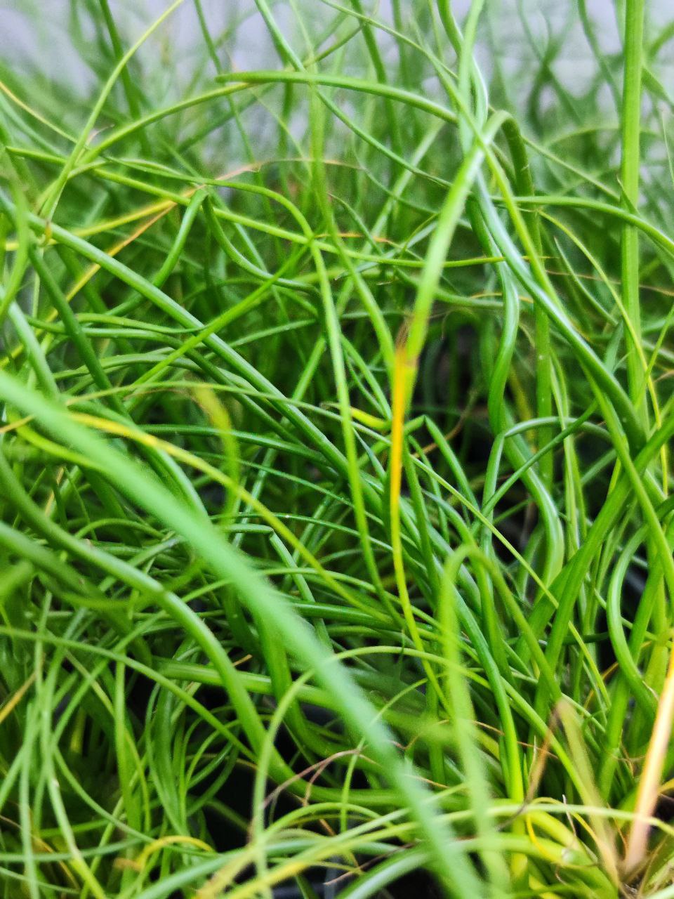 Джункус Спиралис, или Ситник (Juncus Spiralis) D6см
