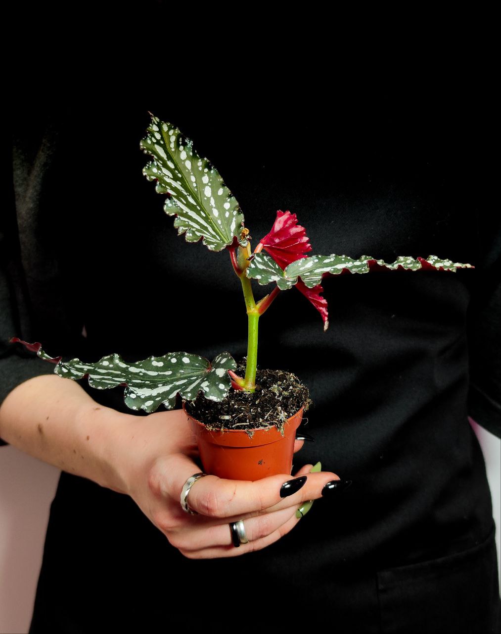 Бегония Софи Сесиль (Begonia Sophie Cecile) D6см