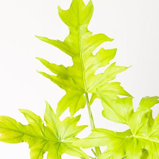 Филодендрон Варшевича Флавум (Philodendron  Warszewiczii Flavum) D6см