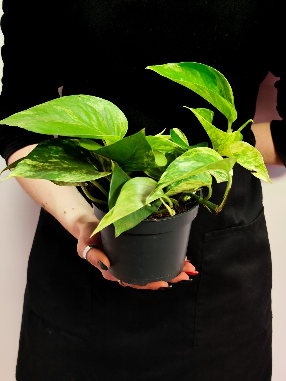 Эпипремнум Марбл Квин (Epipremnum Marble Queen) D12см