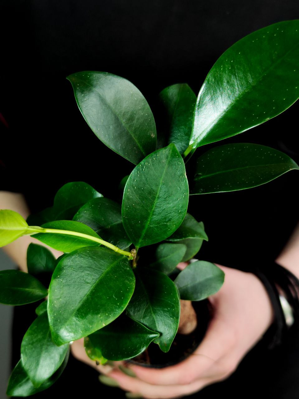 Фикус Гинсенг, или Фикус Женьшень (Ficus Ginseng) D7см