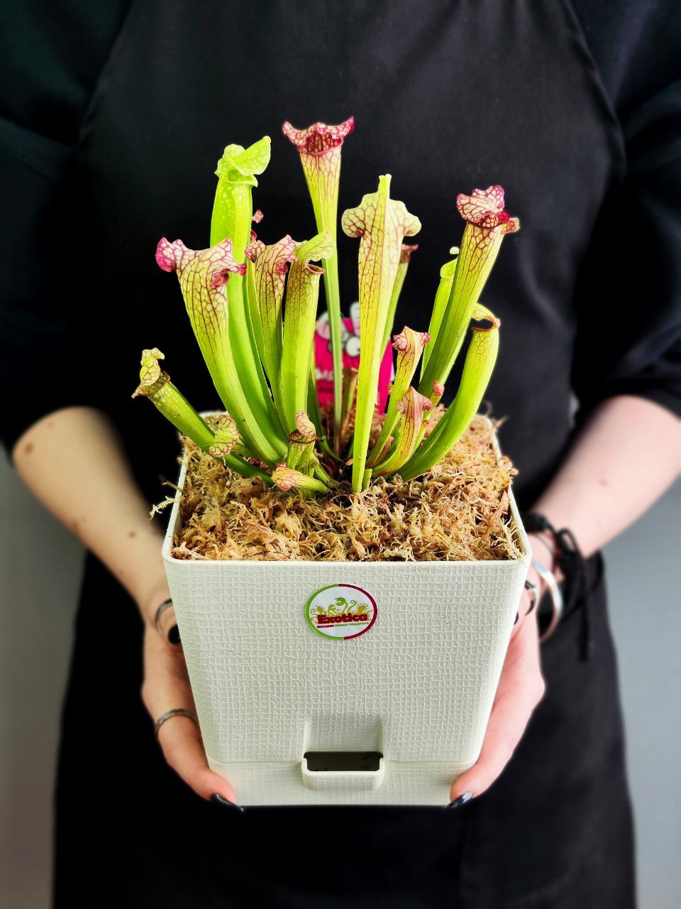 Саррацения Лейкофилла Красная (Sarracenia Leucophylla Red) пересаженная D15см