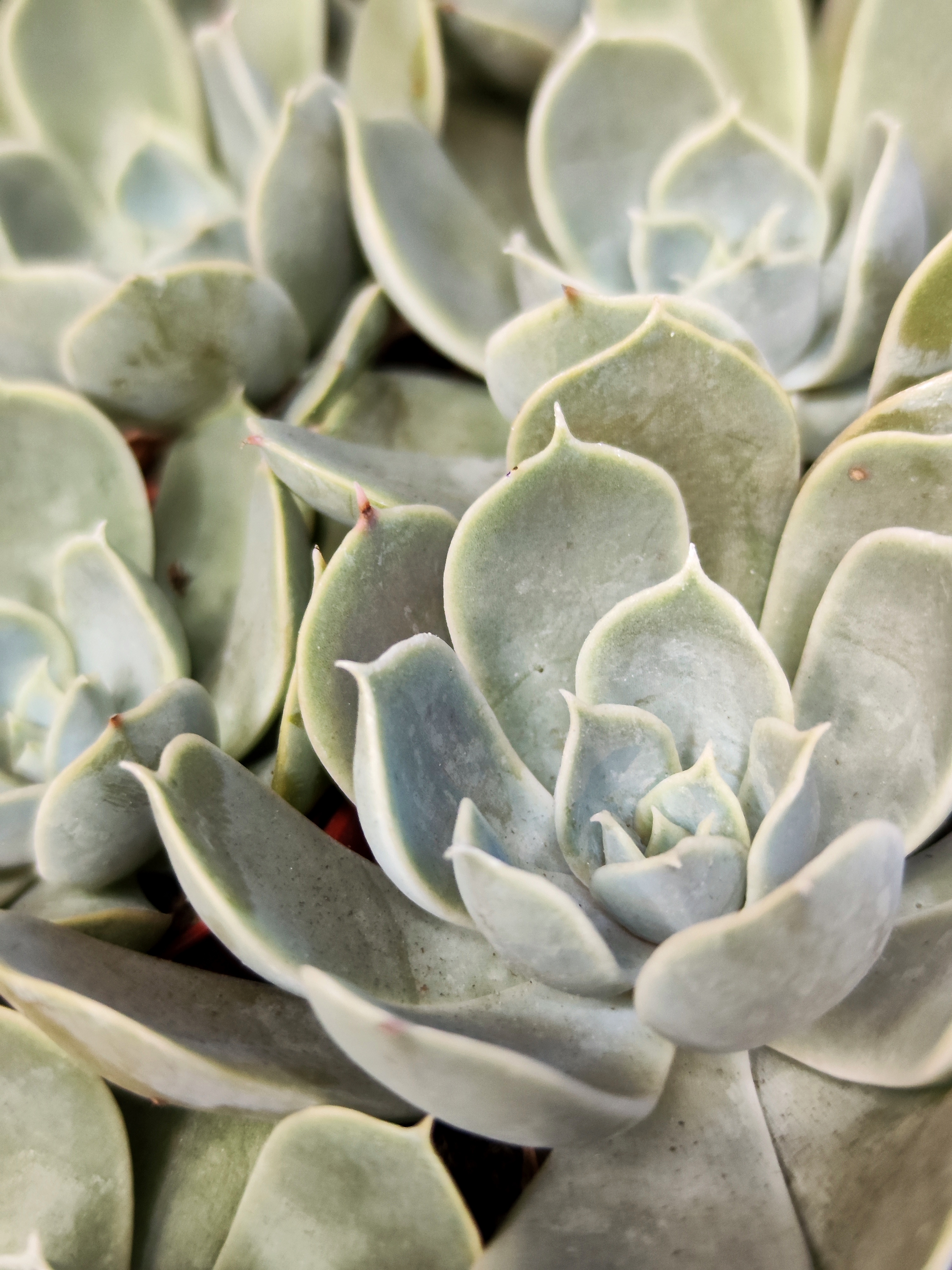 Эхеверия Электра (Echeveria Electra) D5см
