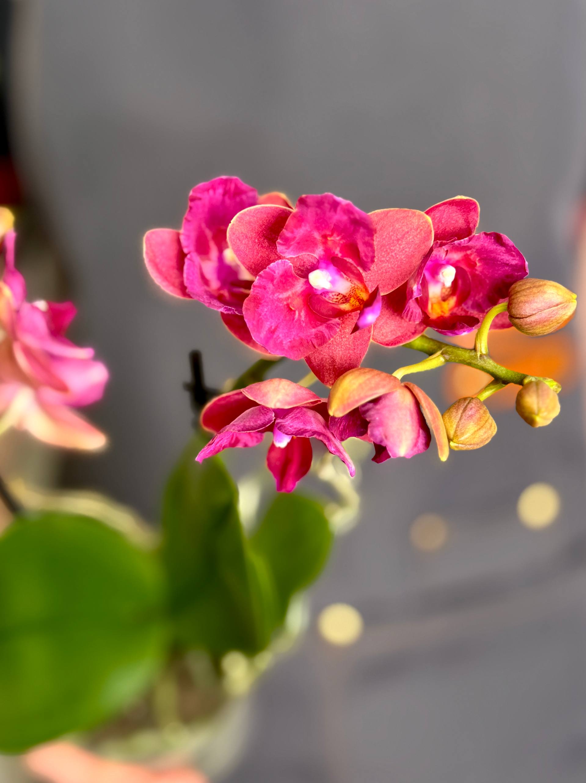 Орхидея Фаленопсис Алиса (Phalaenopsis Alice) D9см