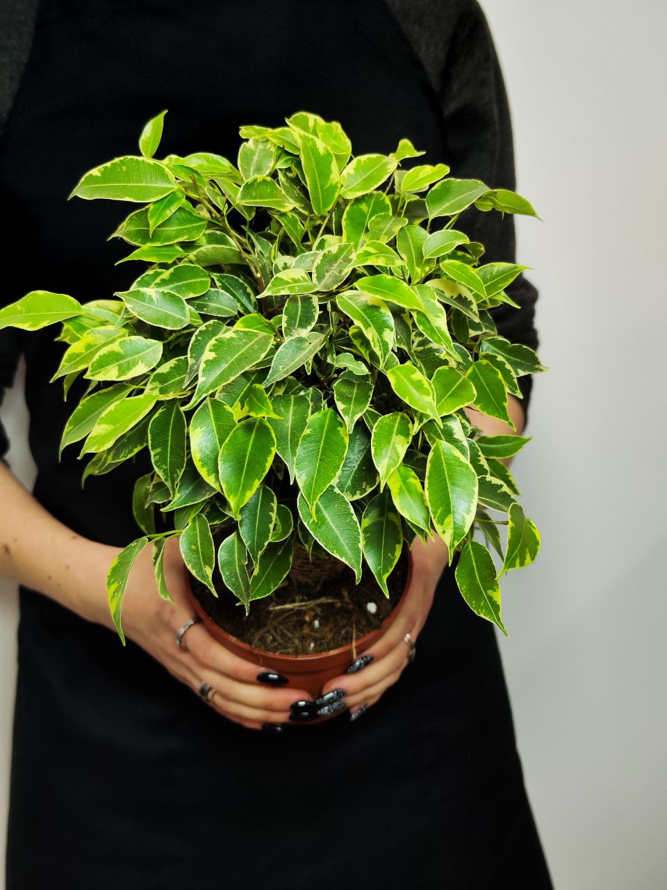 Фикус Бенджамина Кинки (Ficus Benjamina Kinky) D12см