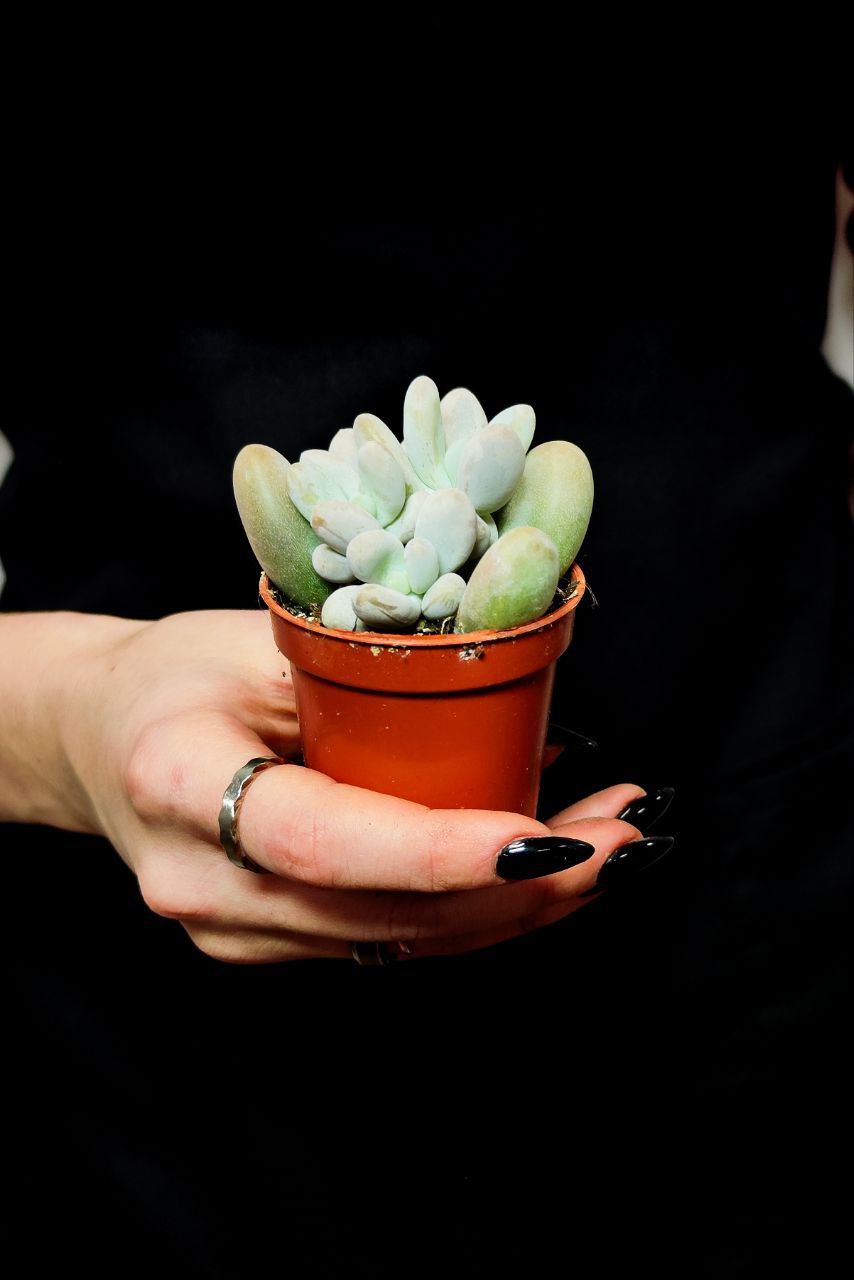 Пахифитум Яйценосный Груп (Pachyphytum Oviferum Group) D5см