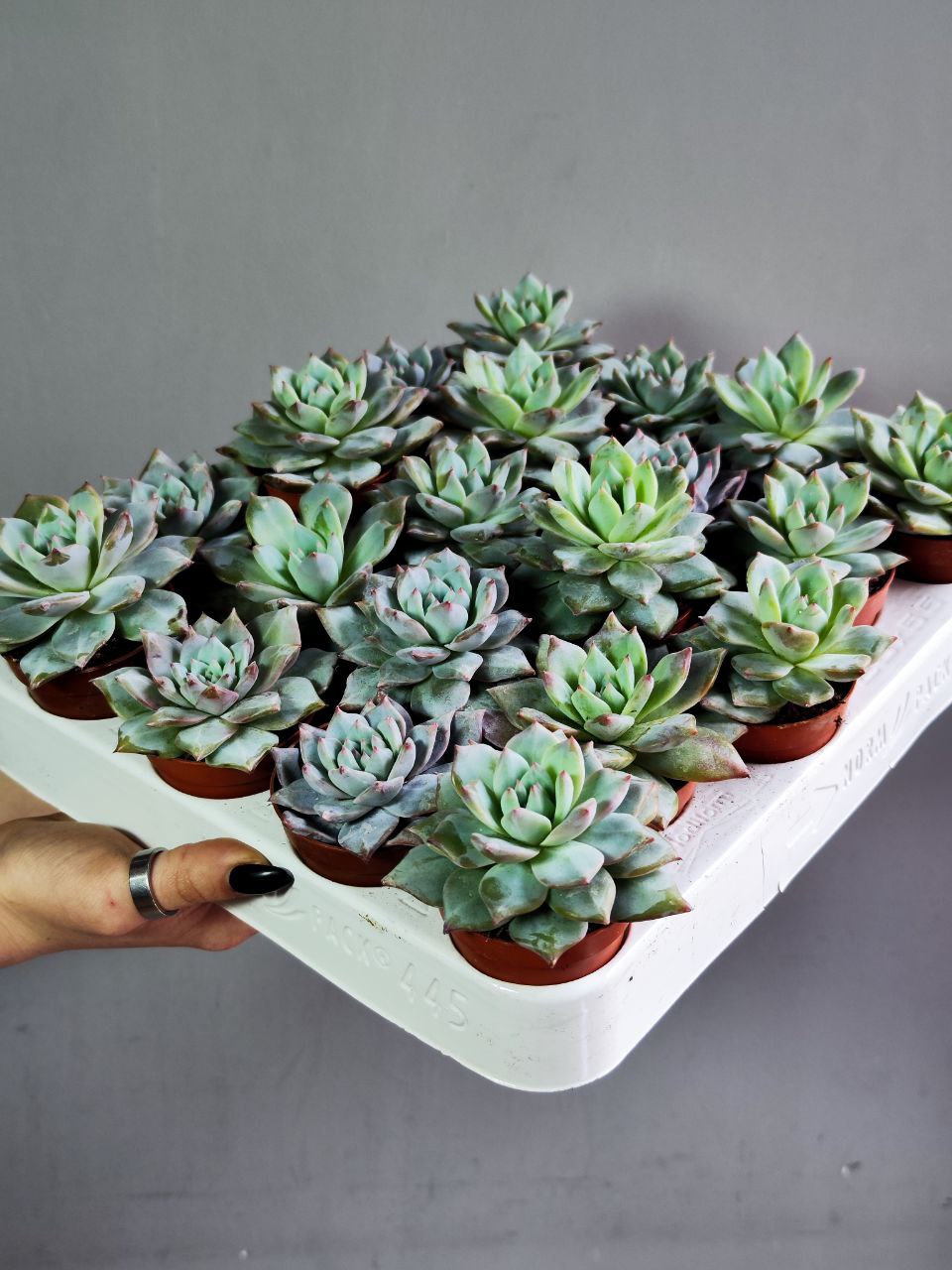 Эхеверия БлюБёрд (Echeveria Bluebird) D5см